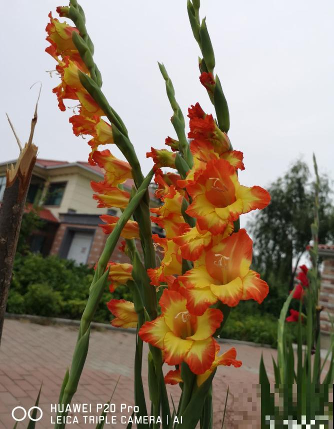 大门口种一丛它，开花一串几十朵，邻居天天跑来看！