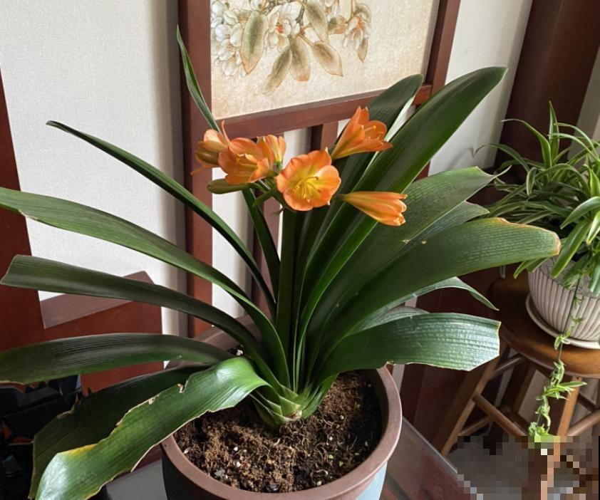 三伏天来了,这4种花赶紧断水,一浇一个死! 三伏天来了,这4种花赶紧断水,一浇一个死!