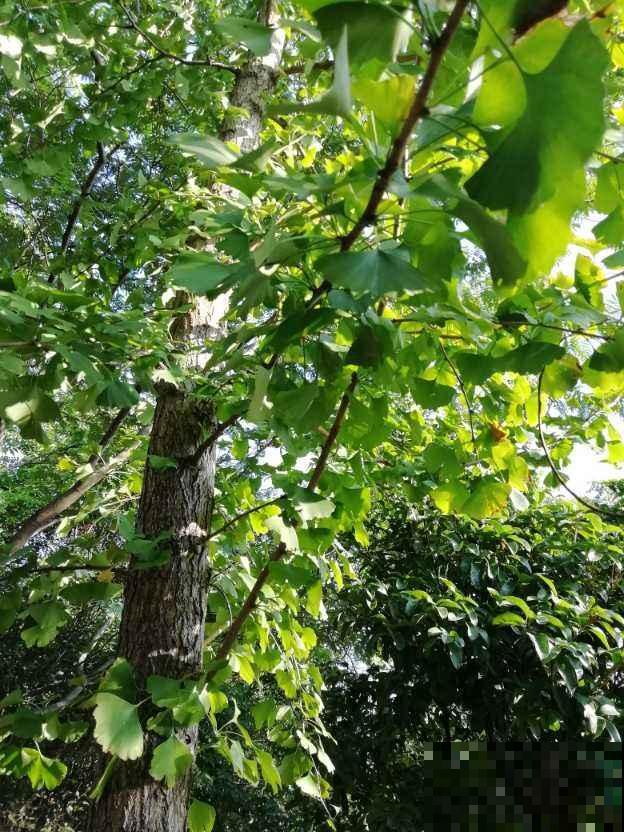 野外的植物不能乱挖,挖到这4种,很有可能会坐牢 野外的植物不能乱挖,挖到这4种,很有可能会坐牢