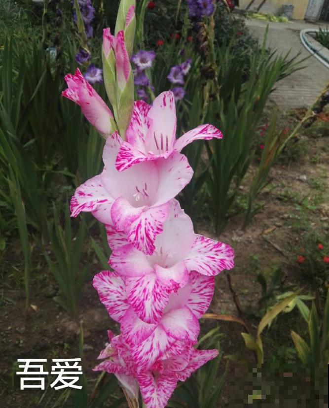 大门口种一丛它，开花一串几十朵，邻居天天跑来看！