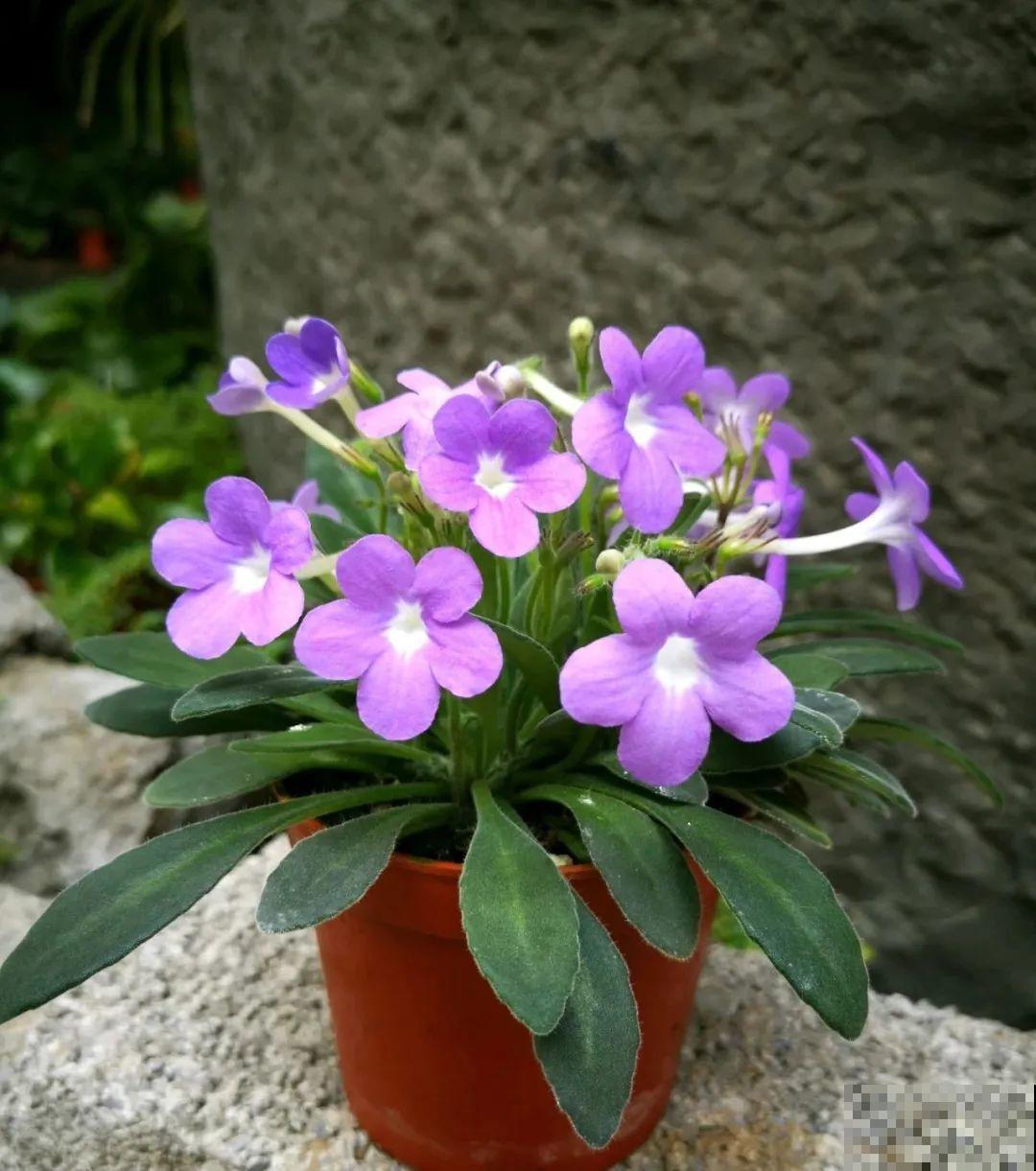 原来真的有花叫做“开花机器”，耐阴好养，一盆养不够