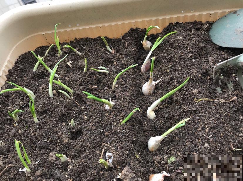 小阳台种菜,空间利用好,一年的菜都够吃 小阳台种菜,空间利用好,一年的菜都够吃