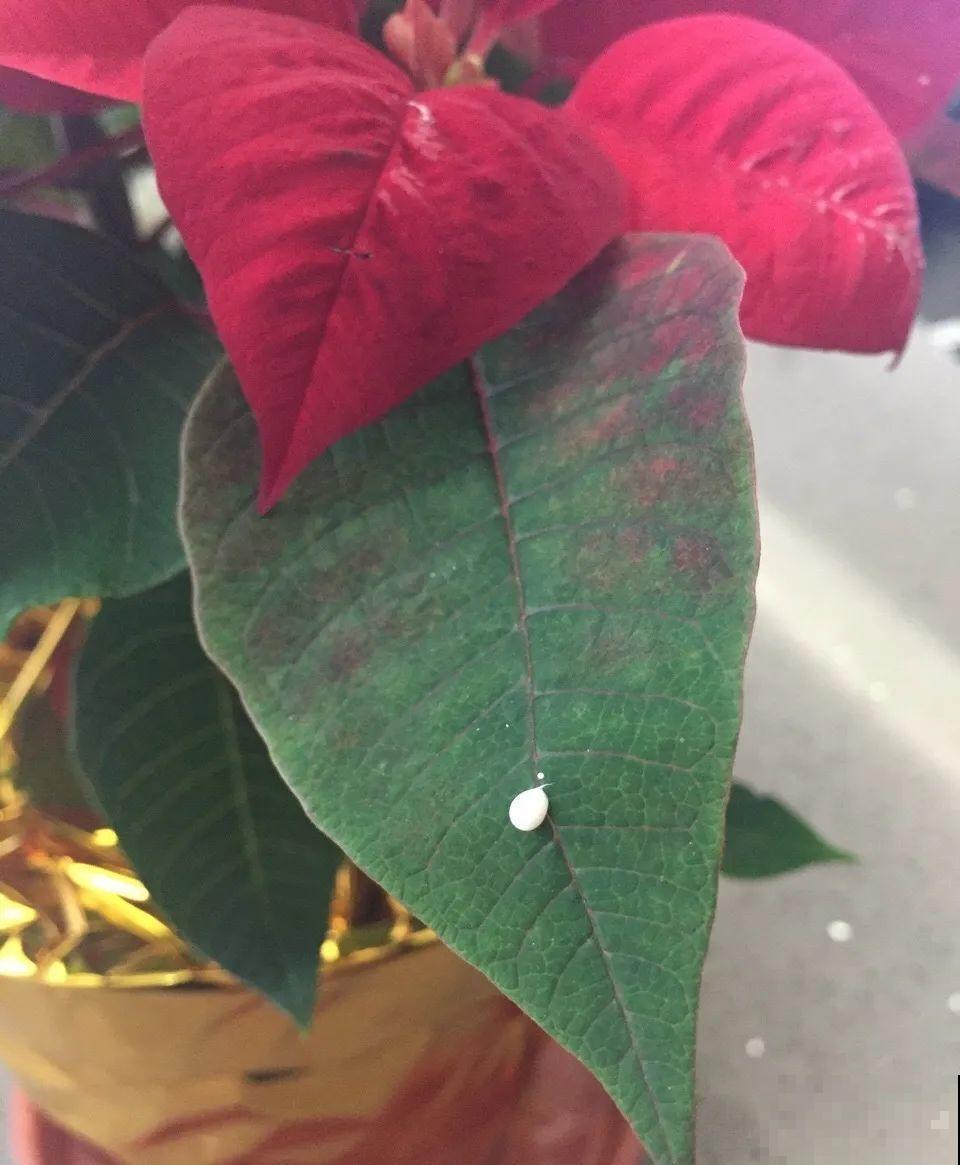 5种花,卧室不能养,离太近都不好! 5种花,卧室不能养,离太近都不好!