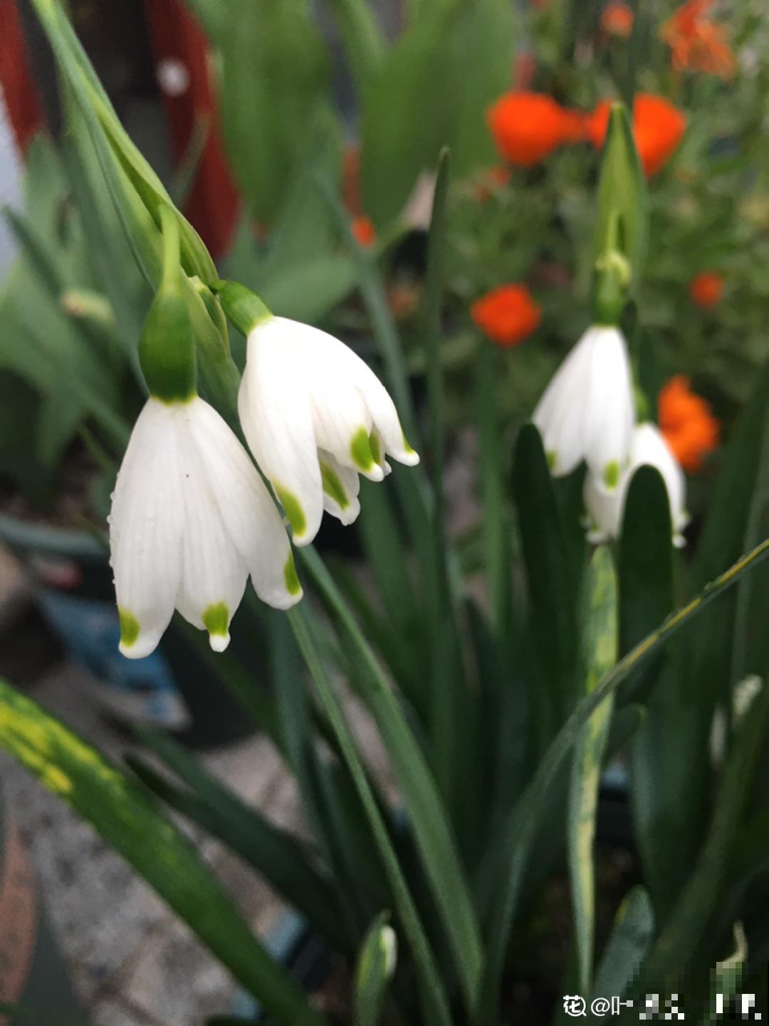 家里养盆“小铃铛”,开花洁白素雅,还超耐寒 家里养盆“小铃铛”,开花洁白素雅,还超耐寒