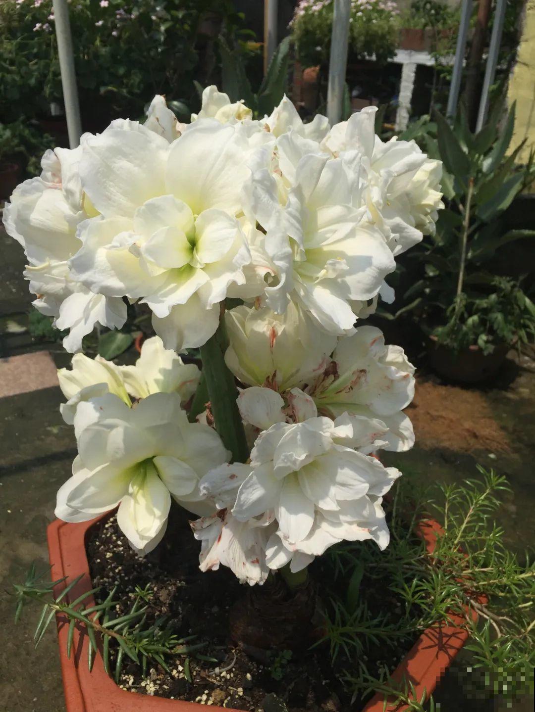 接近两米的天竺葵,比人还高,开花真霸气! 接近两米的天竺葵,比人还高,开花真霸气!