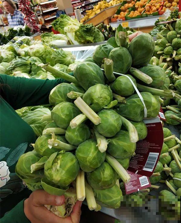 西红柿养成树,1年能结6000斤果,巨无霸第一次见! 西红柿养成树,1年能结6000斤果,巨无霸第一次见!