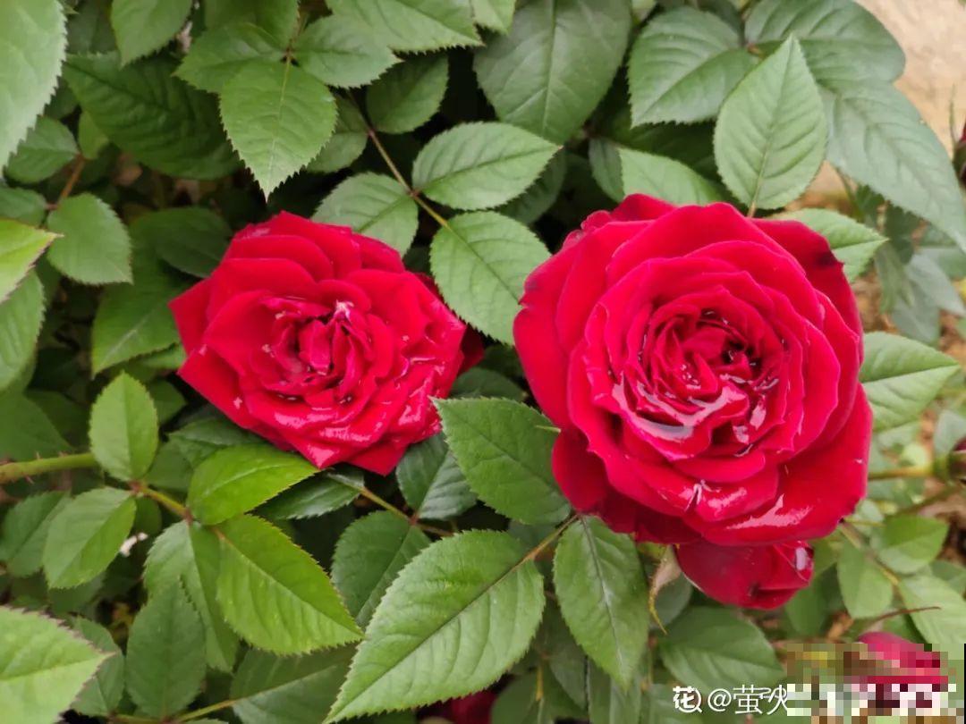 夏天这8种花，可以当菜吃，再不摘就没了！