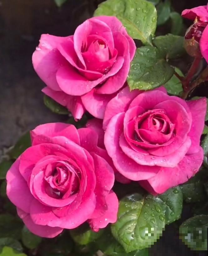 浓香型的靠边站，这些月季香味清淡，最适合阳台养！