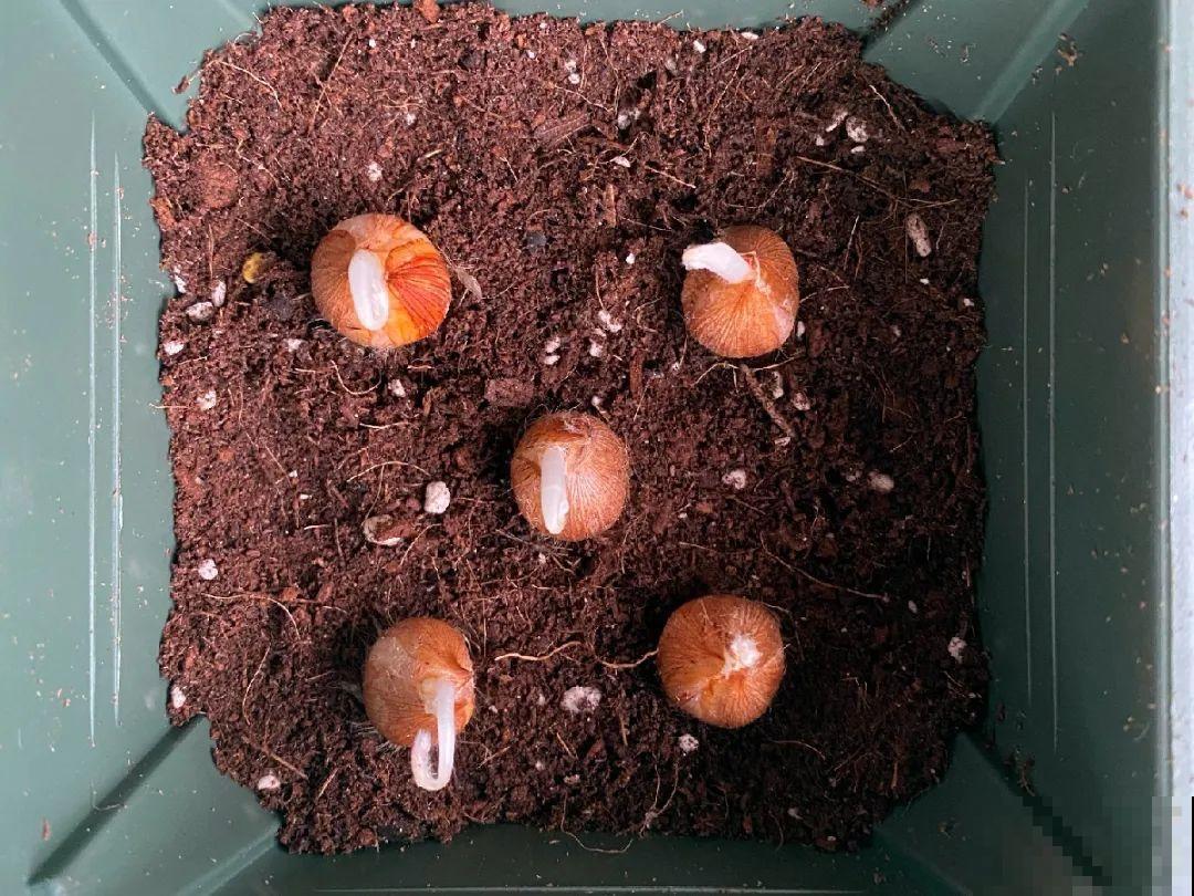 小阳台就养盆酢浆草,开花又爆又好看,多到家里堆不下 小阳台就养盆酢浆草,开花又爆又好看,多到家里堆不下