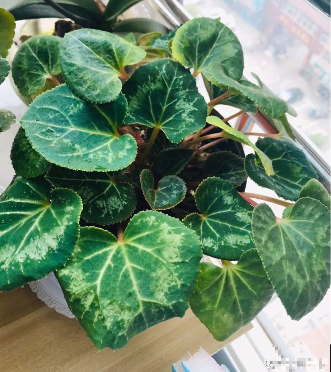 家里有这7种花,少浇水、不能晒,天热要休眠! 家里有这7种花,少浇水、不能晒,天热要休眠!