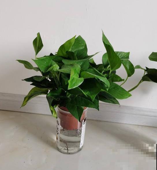 叶子发黄,灌点“补铁水”,7天恢复绿油油! 叶子发黄,灌点“补铁水”,7天恢复绿油油!