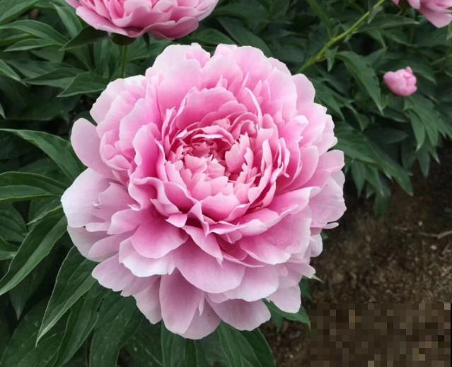 4种人间富贵花,雍容典雅、富贵逼人,一眼就被吸引了! 4种人间富贵花,雍容典雅、富贵逼人,一眼就被吸引了!