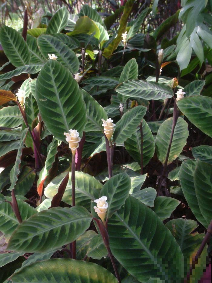 别养绿萝了,这种超级耐阴王,叶子比油画还美! 别养绿萝了,这种超级耐阴王,叶子比油画还美!