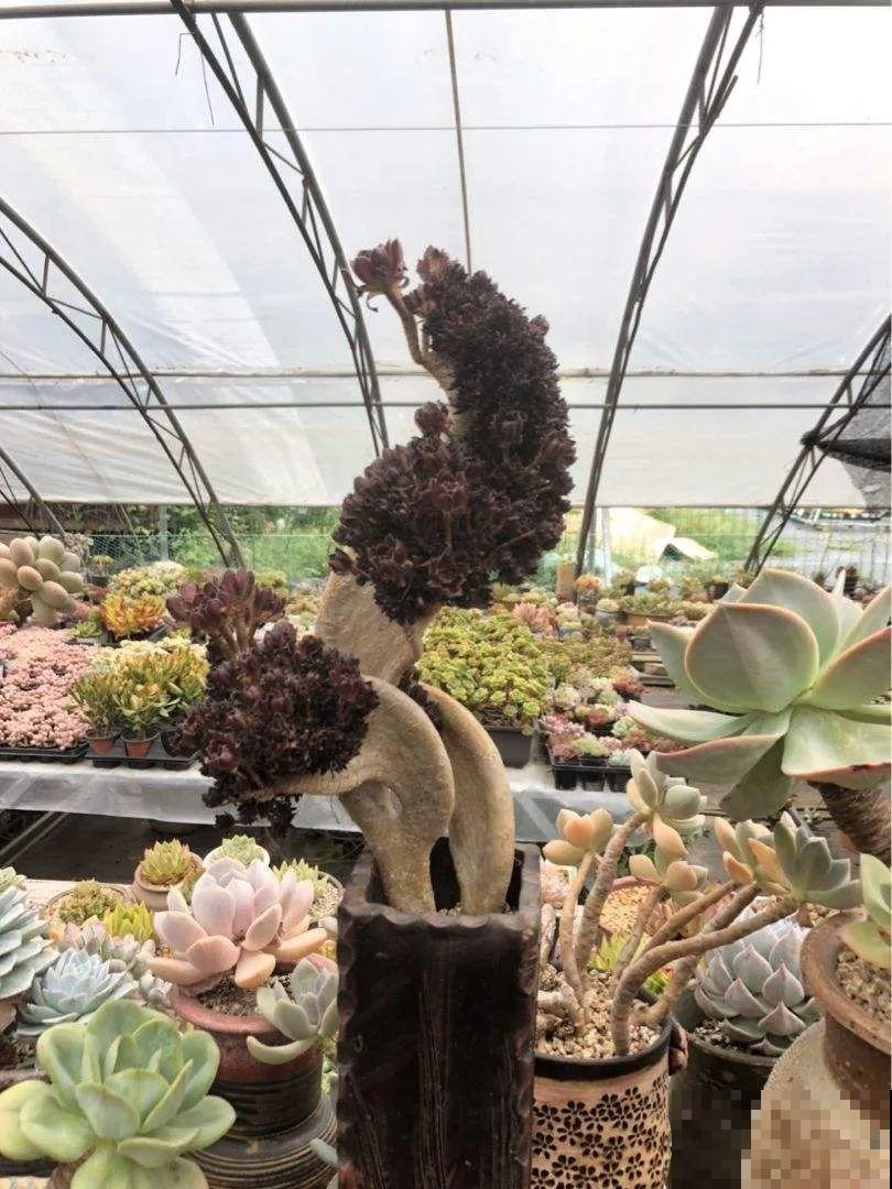 这花3年没浇水，却疯长得把盆撑爆，懒人福利啊！