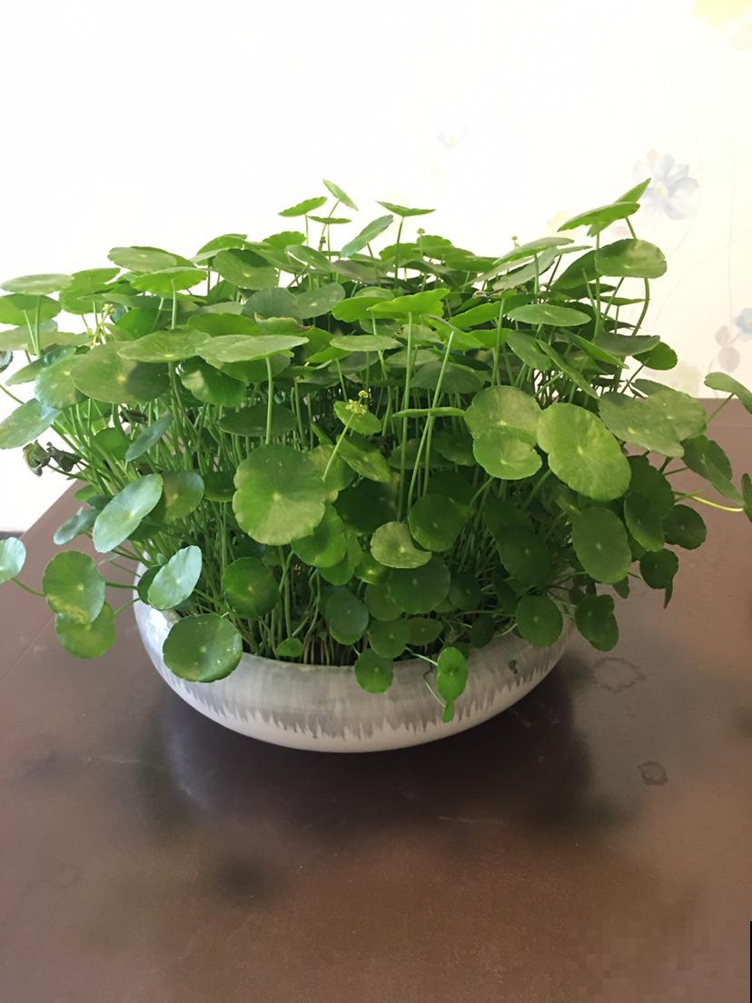 适合上班族养的花，放在电脑旁，放松压力还能明目