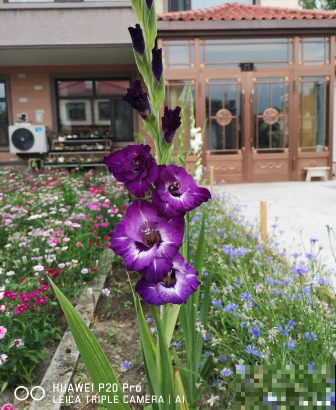 大门口种一丛它，开花一串几十朵，邻居天天跑来看！