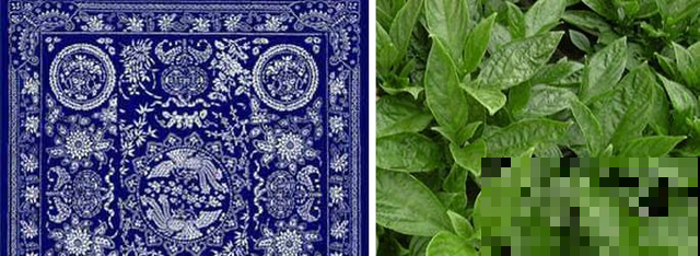 这些植物,在古代是用来染衣服用的,好厉害! 这些植物,在古代是用来染衣服用的,好厉害!