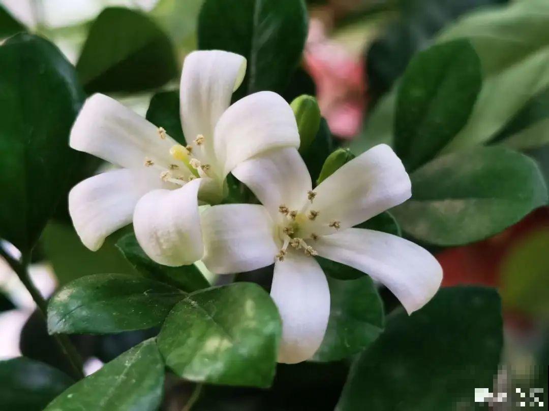 5种花,卧室不能养,离太近都不好! 5种花,卧室不能养,离太近都不好!