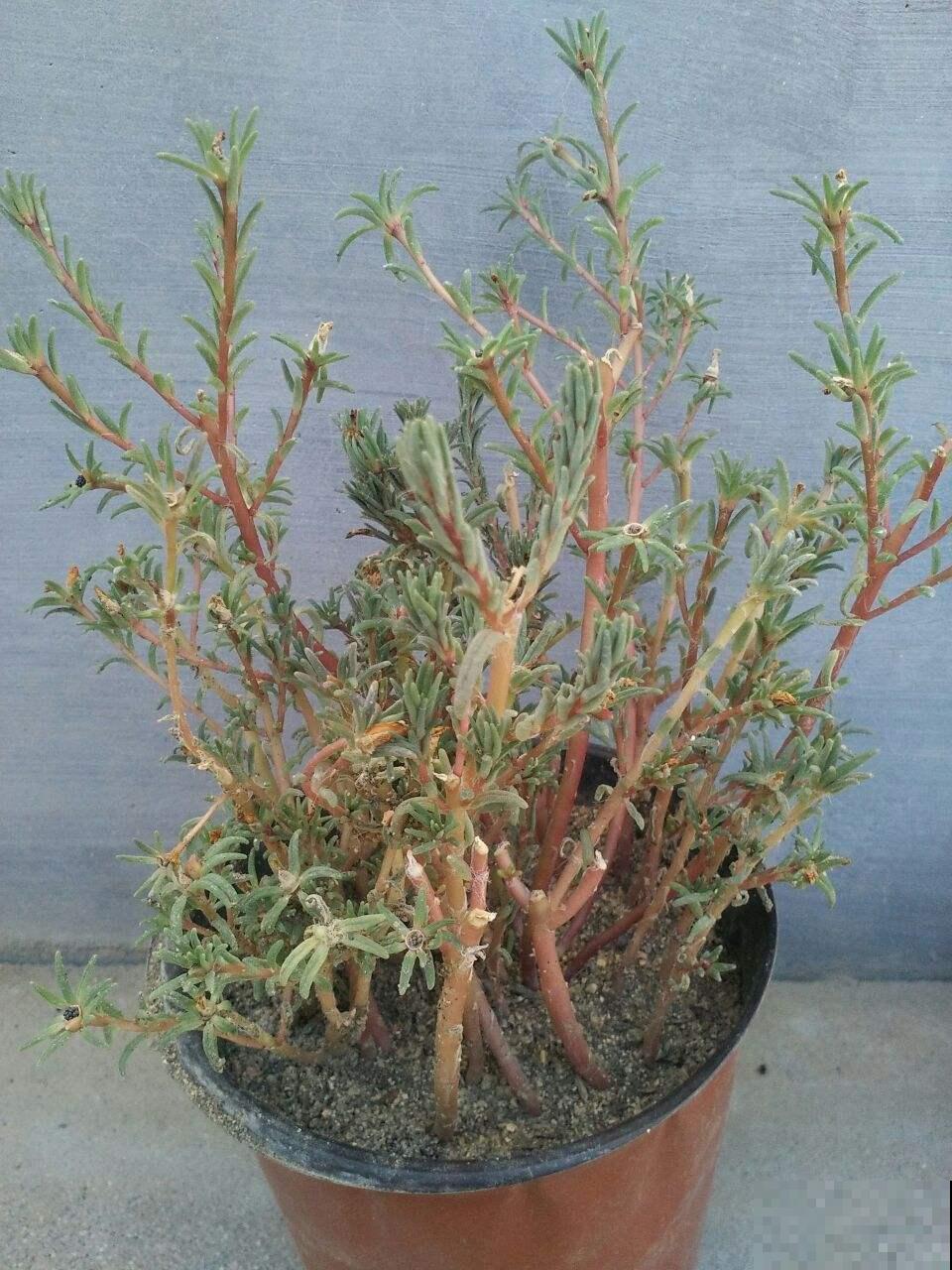 3种花不能养老桩，开花越来越少，最后只剩光杆