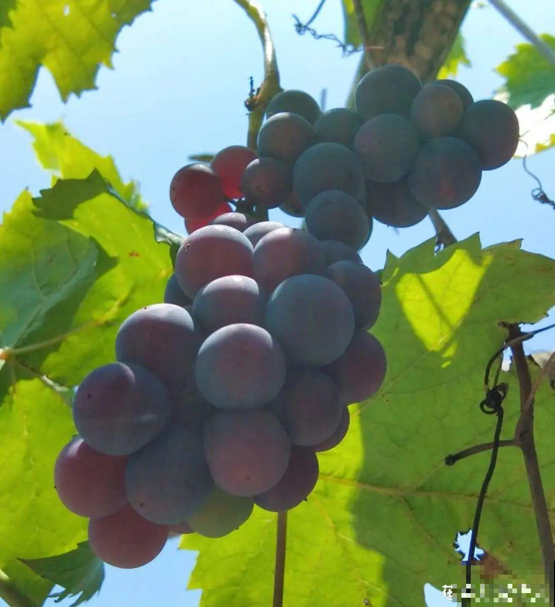 路边掐几根大粗枝,5天就生根,结果沉甸甸! 路边掐几根大粗枝,5天就生根,结果沉甸甸!