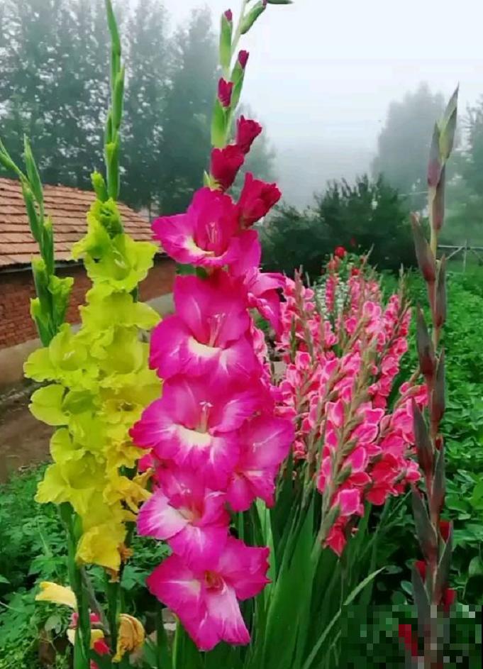 大门口种一丛它，开花一串几十朵，邻居天天跑来看！