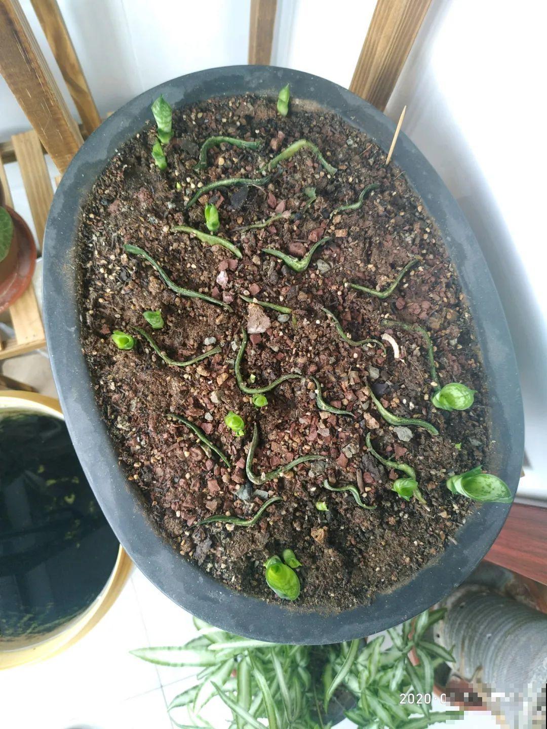 养花要狠得下心,枝条剁八段,呼呼长成新盆栽 养花要狠得下心,枝条剁八段,呼呼长成新盆栽