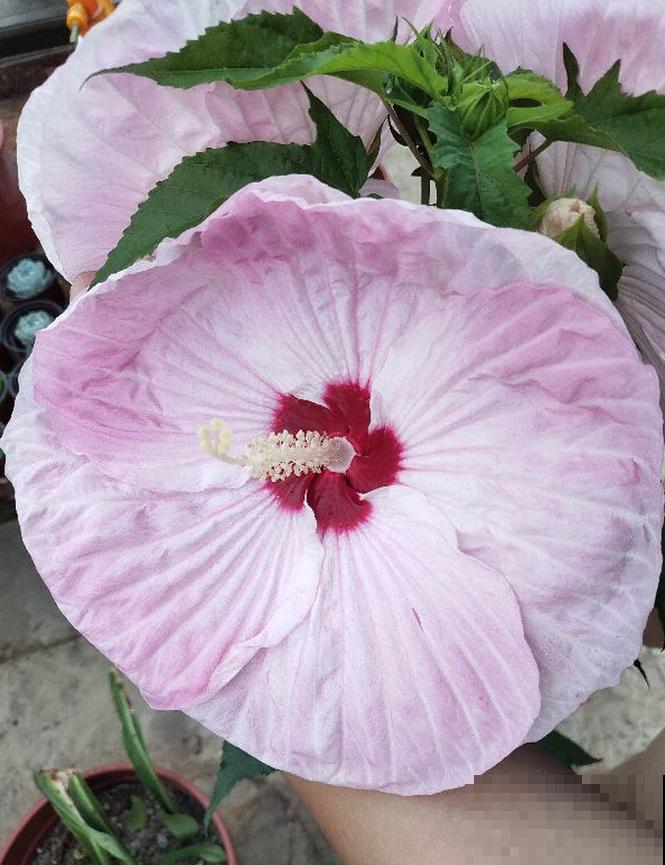 路边的芙蓉葵，一朵花比脸还大，耐旱又好养！