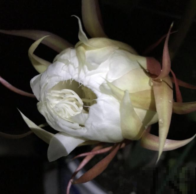 搬个椅子守了一晚上,就为了看昙花,我真是太拼了! 搬个椅子守了一晚上,就为了看昙花,我真是太拼了!