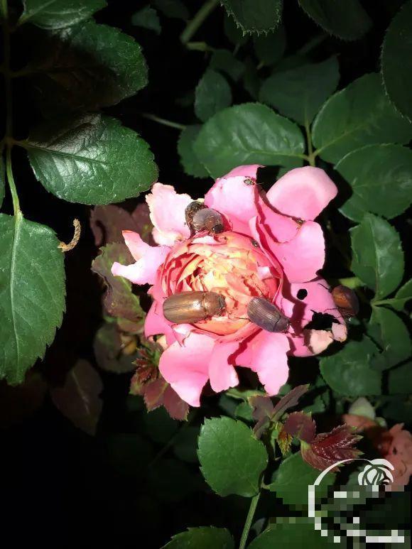 女儿辞职，回家养花，老爸说：15亩地，你负责养花，我负责蔬果！