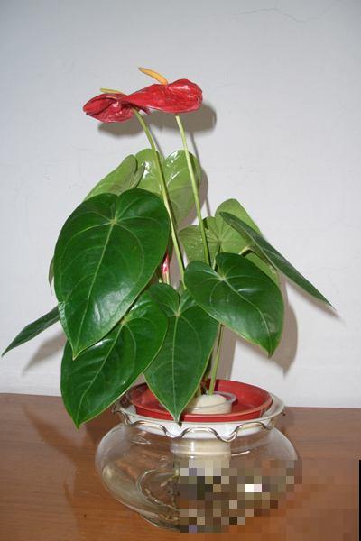 这3种花,水培比土培好养多了,花苞冒不停! 这3种花,水培比土培好养多了,花苞冒不停!