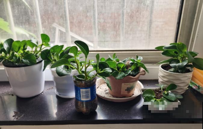 家里有这6种花，赶紧擦点啤酒，叶子长得黑绿油亮！