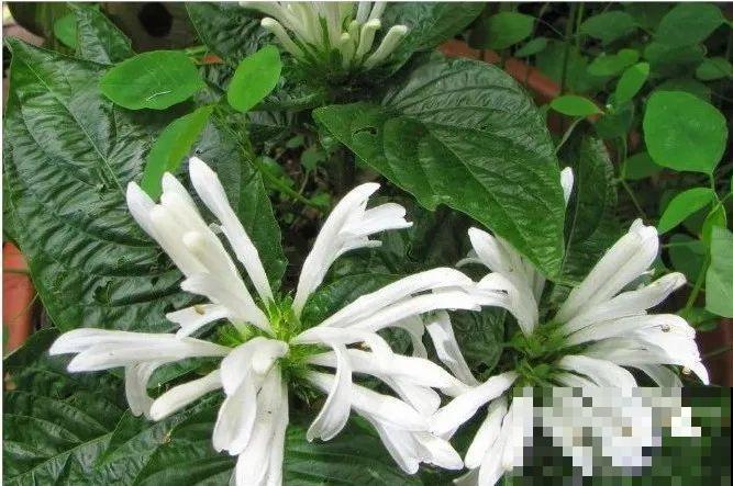 12种花，堪称“耐阴王”，比绿萝好看一万倍！