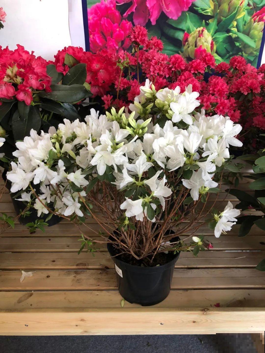 10种花,不怕风吹雨淋,不怕暴晒干旱,四季爆开花,堪称花坚强! 10种花,不怕风吹雨淋,不怕暴晒干旱,四季爆开花,堪称花坚强!