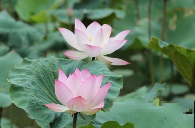 关于荷花,4个令人叹绝的冷知识,看完真长见识了! 关于荷花,4个令人叹绝的冷知识,看完真长见识了!