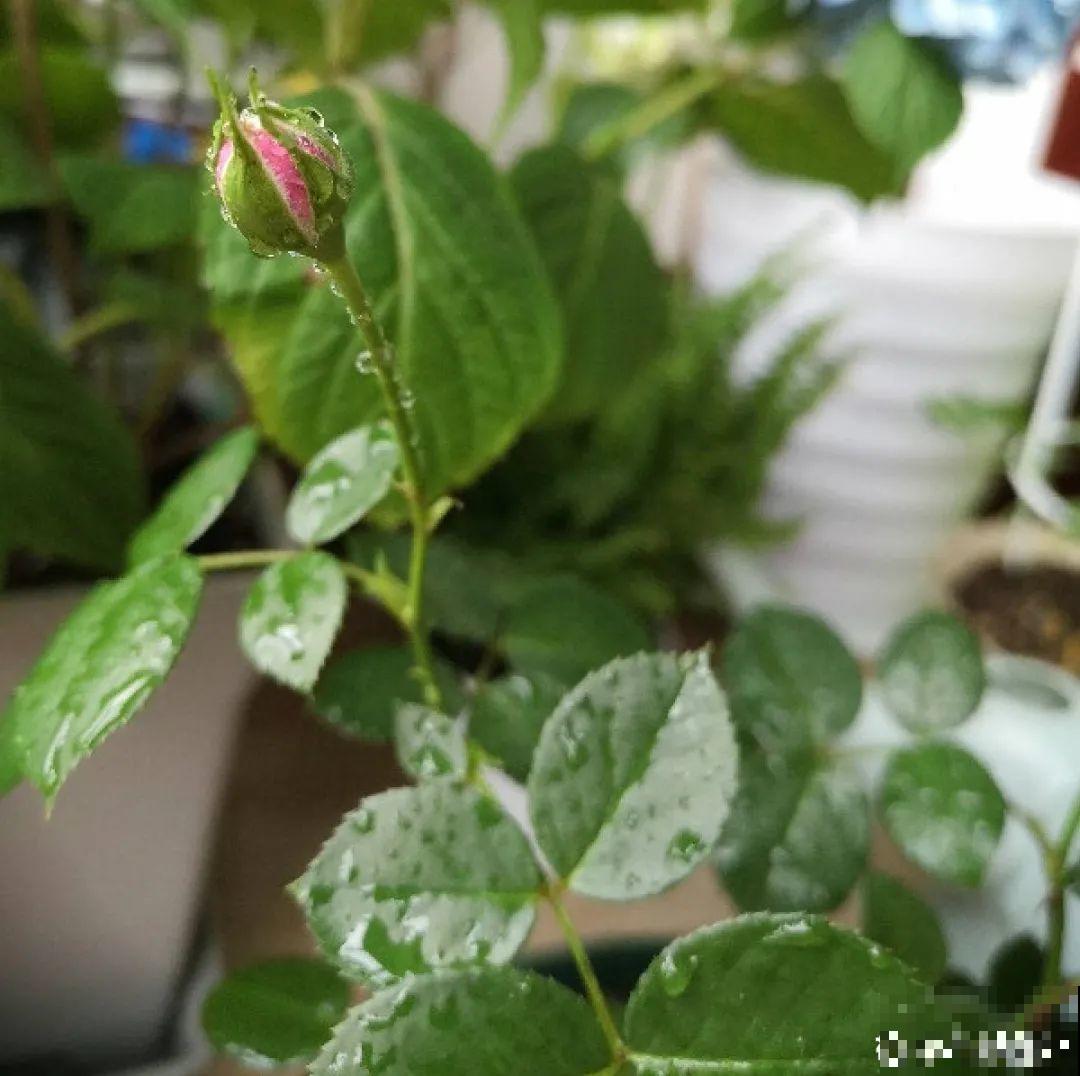 可以浇花的药,过期也要留着,保花不生虫、不生病! 可以浇花的药,过期也要留着,保花不生虫、不生病!