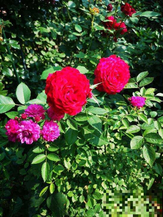 养花也是养身心，4个养花带来的好处，你中了几条？