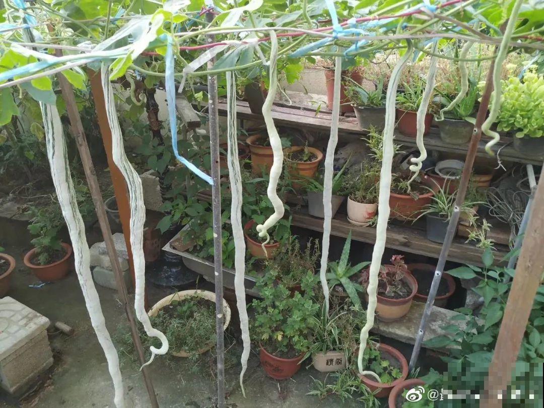 西红柿养成树,1年能结6000斤果,巨无霸第一次见! 西红柿养成树,1年能结6000斤果,巨无霸第一次见!