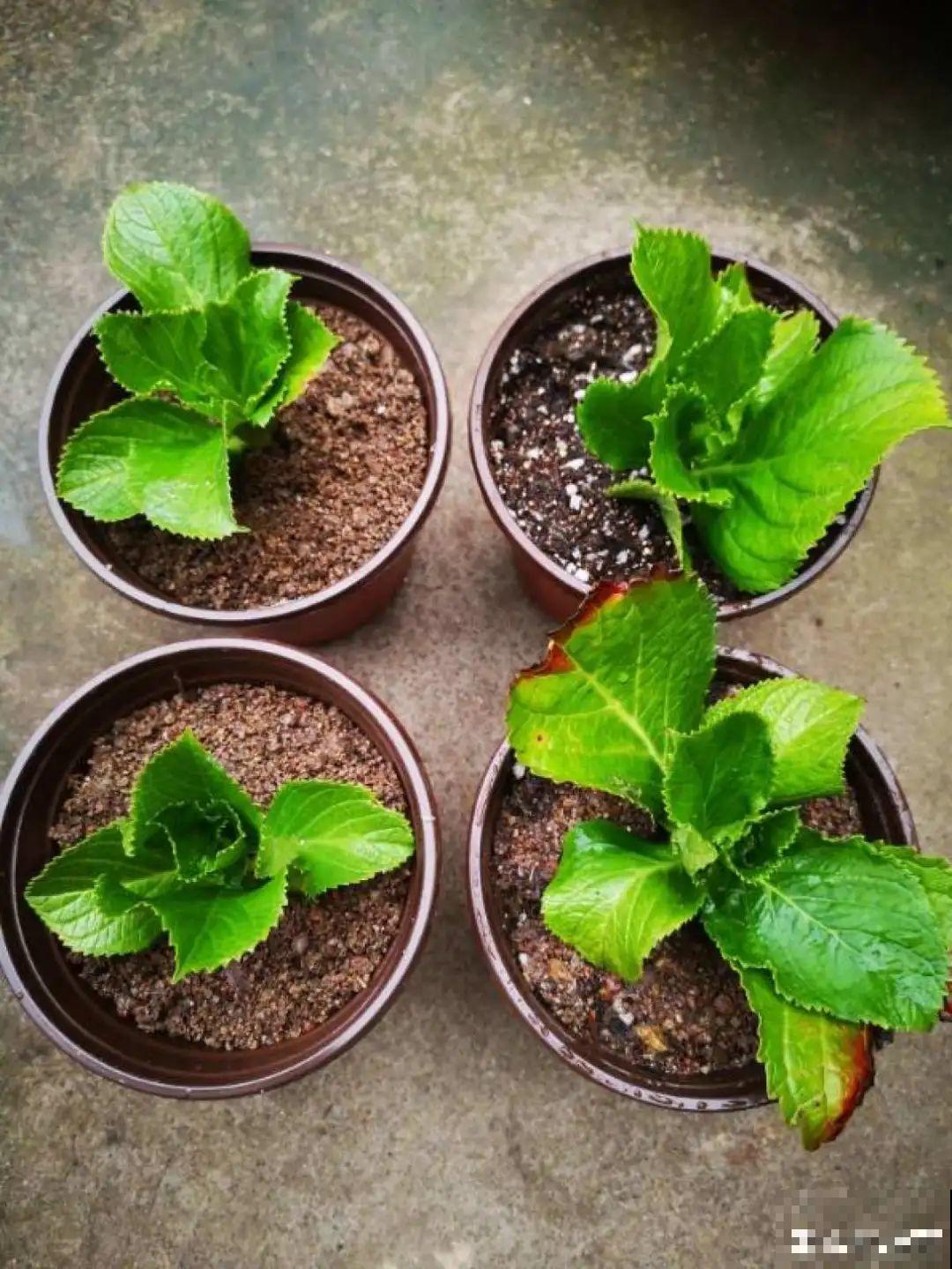 5种花不用土,掰一块木板子来养花,省了大笔买土钱! 5种花不用土,掰一块木板子来养花,省了大笔买土钱!