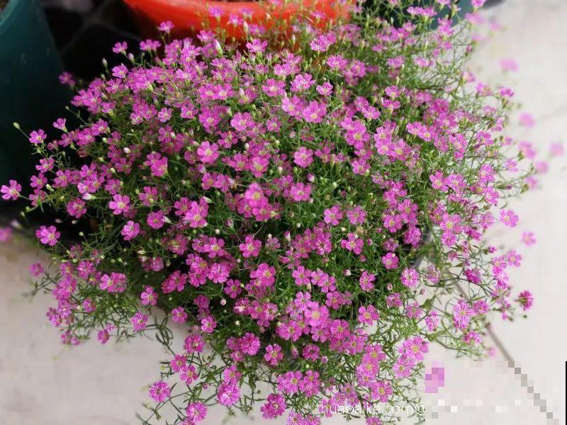 8种花是一次性的，开完就扔，别浪费时间！