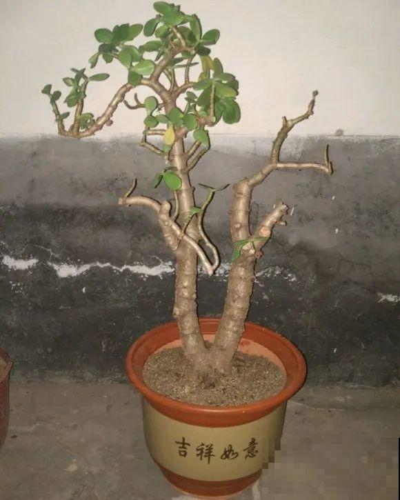 6种花扦插,杆子越粗越好活,根长成大扫把! 6种花扦插,杆子越粗越好活,根长成大扫把!