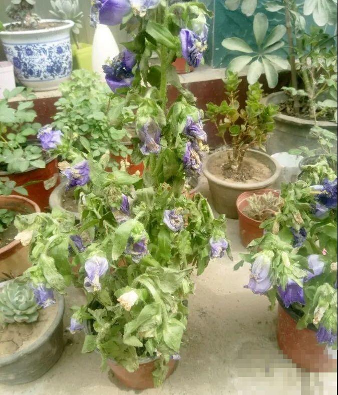 8种花是一次性的，开完就扔，别浪费时间！