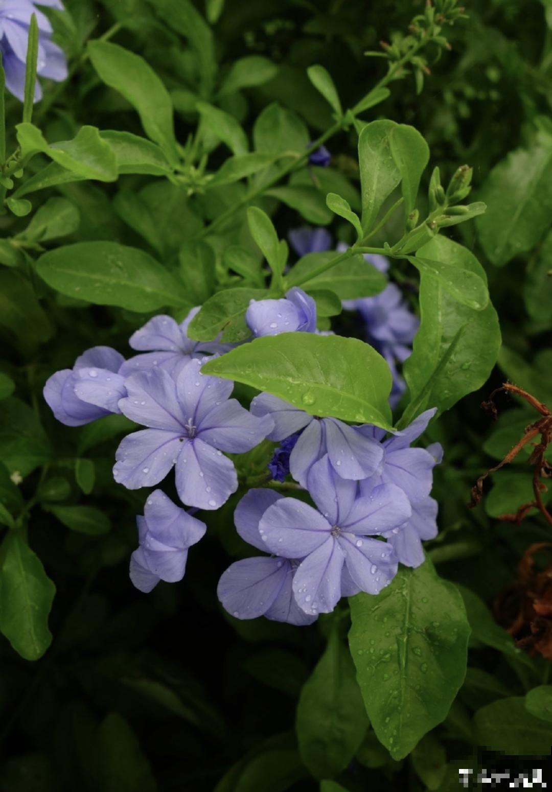 10种花,不怕风吹雨淋,不怕暴晒干旱,四季爆开花,堪称花坚强! 10种花,不怕风吹雨淋,不怕暴晒干旱,四季爆开花,堪称花坚强!