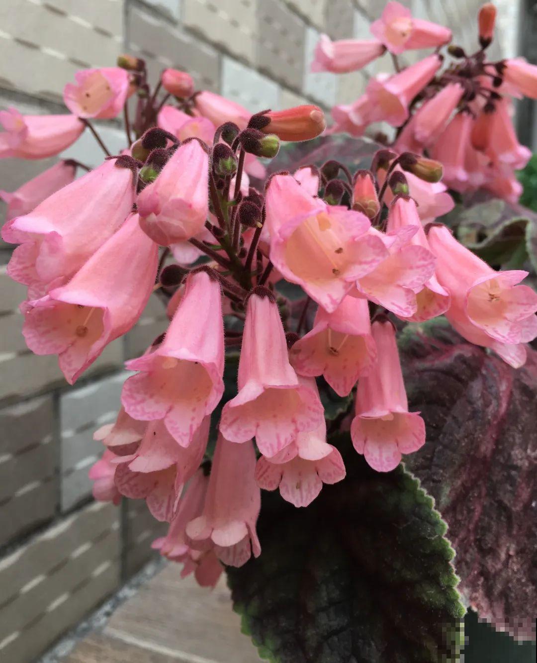 原来真的有花叫做“开花机器”，耐阴好养，一盆养不够