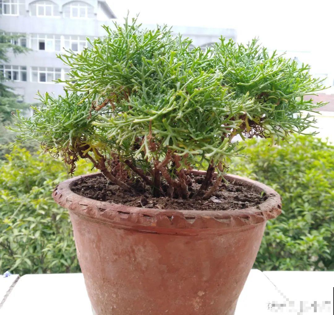 9种花,夏天剃个小平头,平平稳稳度夏天 9种花,夏天剃个小平头,平平稳稳度夏天