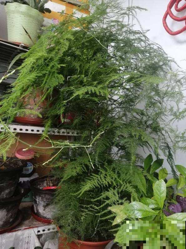 家里5个角落，光照不足，适合养盆耐阴花