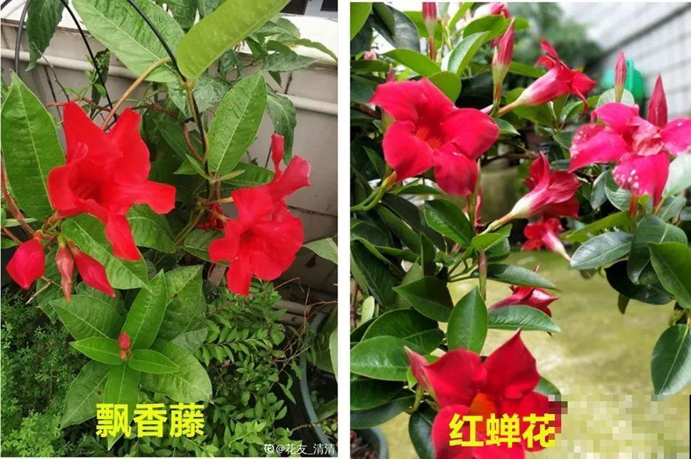 买花要瞪大眼睛，长得太像容易上当，大家要注意