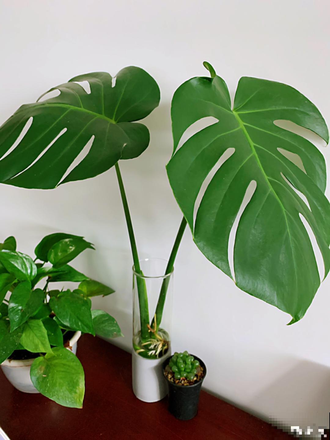 超耐阴的大叶植物，摆客厅吸废气，养一棵家里变森林！