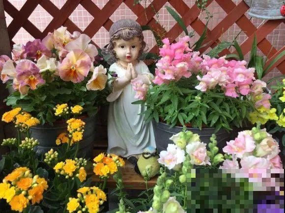 家里养这4种花，呼呼窜2米，开花成一串