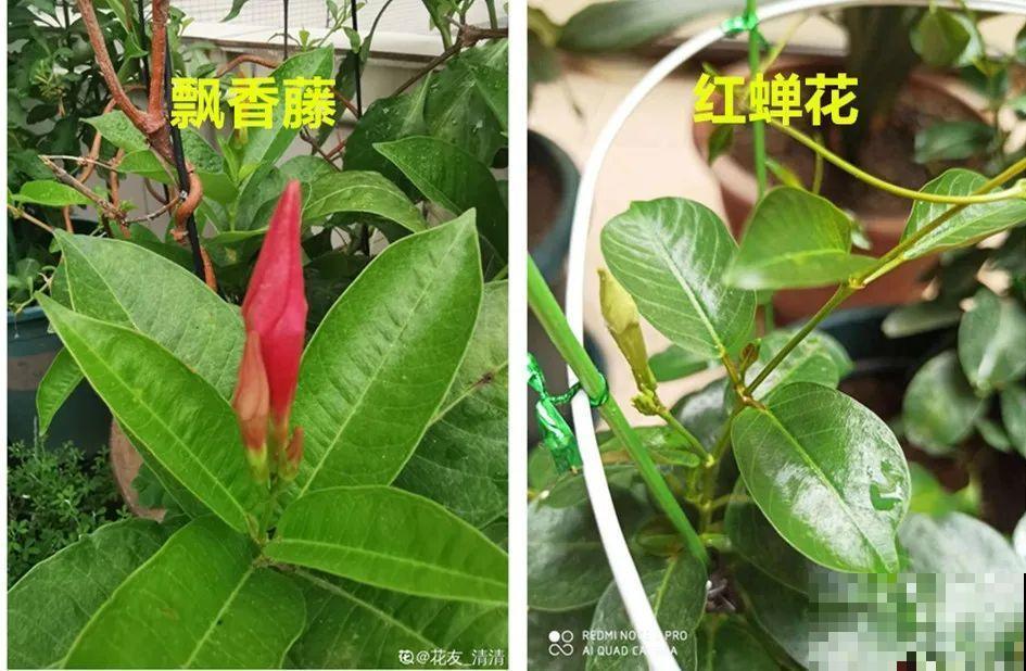 买花要瞪大眼睛，长得太像容易上当，大家要注意