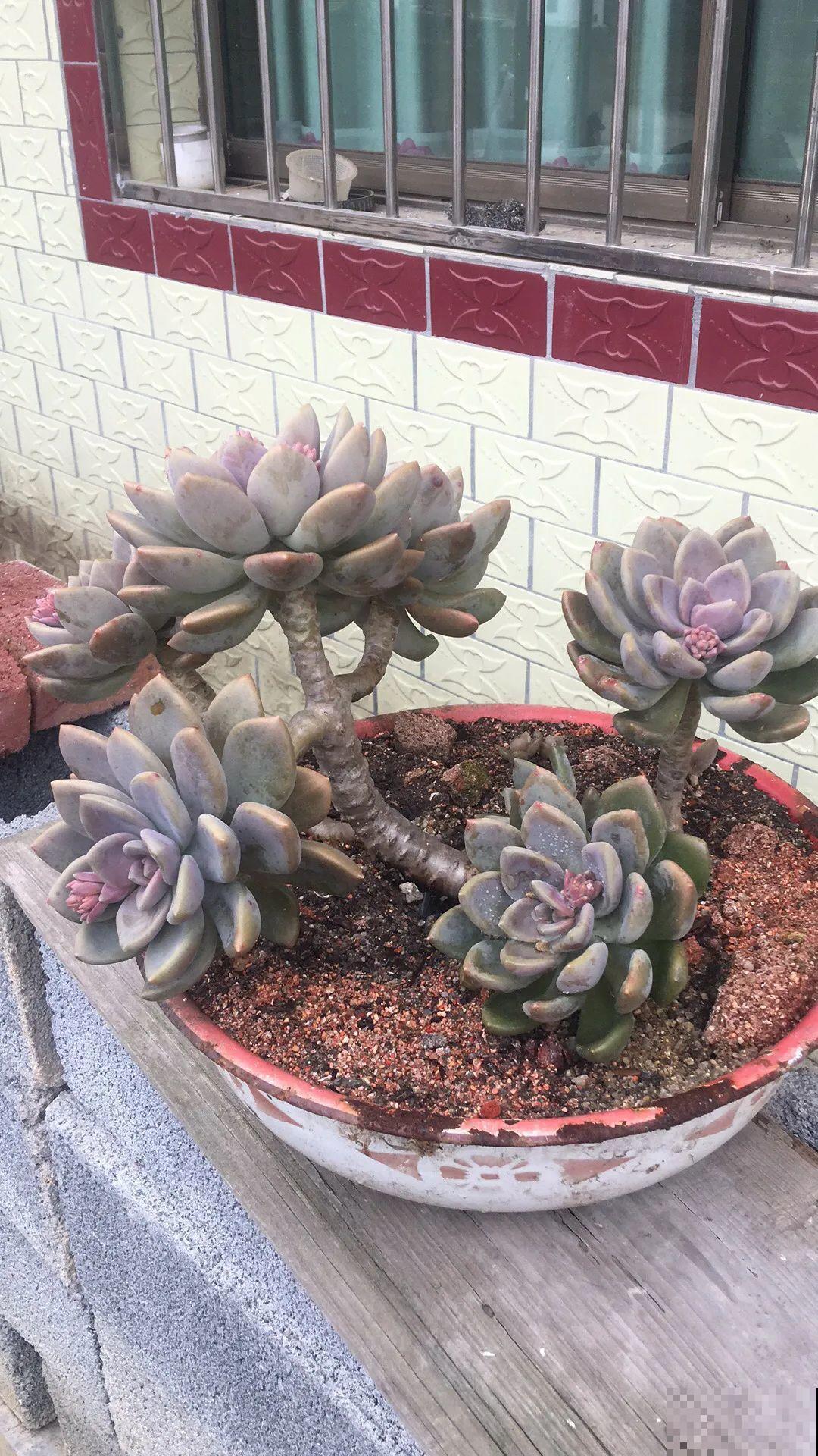 搪瓷盆别丢,拿来养花做合适,根壮叶肥开花爆盆 搪瓷盆别丢,拿来养花做合适,根壮叶肥开花爆盆